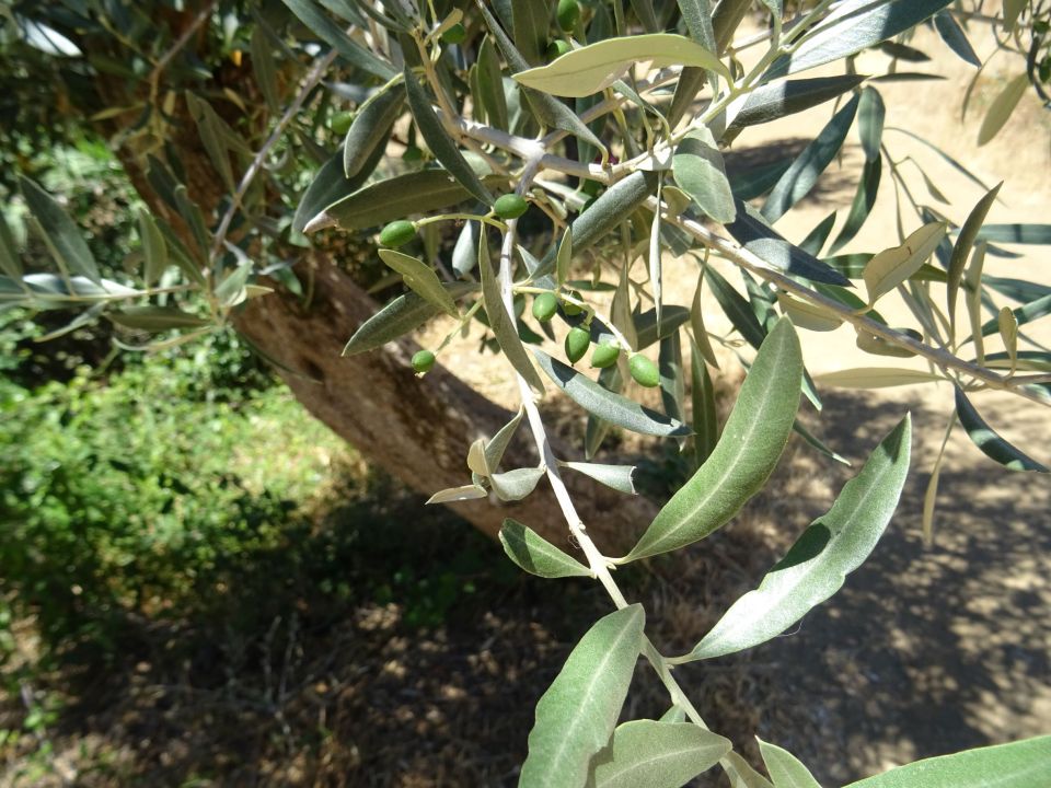 Olives are growing!